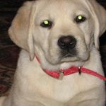 Integrity Farm Labrador Retriever Pups