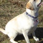 Integrity Farm Labrador Retriever Pups