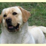 Integrity Farm Labrador Retriever Pups